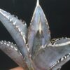 白銀金剛 極上白棘 特選 アガベ チタノタ Agave titanota 'Silver King Kong'
